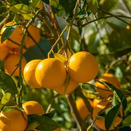 Batihan Vadi Szálloda Kusadası