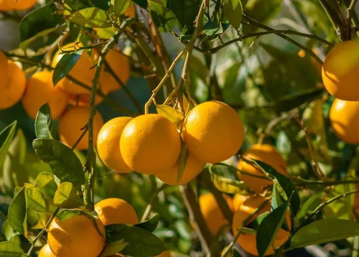 Batihan Vadi Hotel Kusadası